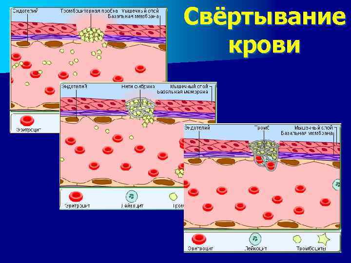 Свёртывание крови 