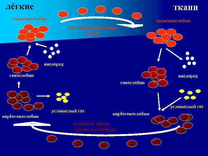 лёгкие ткани оксигемоглобин артериальная кровь (алая) кислород гемоглобин углекислый газ карбогемоглобин венозная кровь (тёмно-вишнёвая)