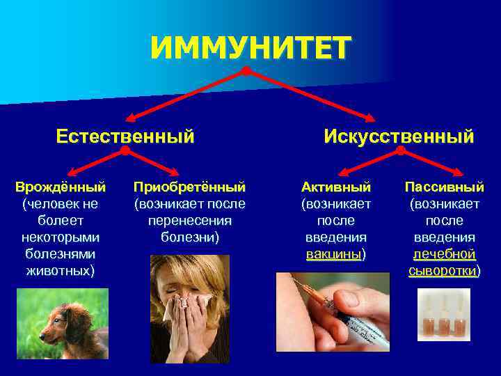 ИММУНИТЕТ Естественный Врождённый (человек не болеет некоторыми болезнями животных) Приобретённый (возникает после перенесения болезни)