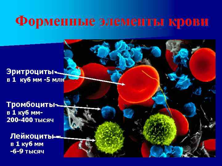 Форменные элементы крови Эритроциты- в 1 куб мм -5 млн Тромбоцитыв 1 куб мм