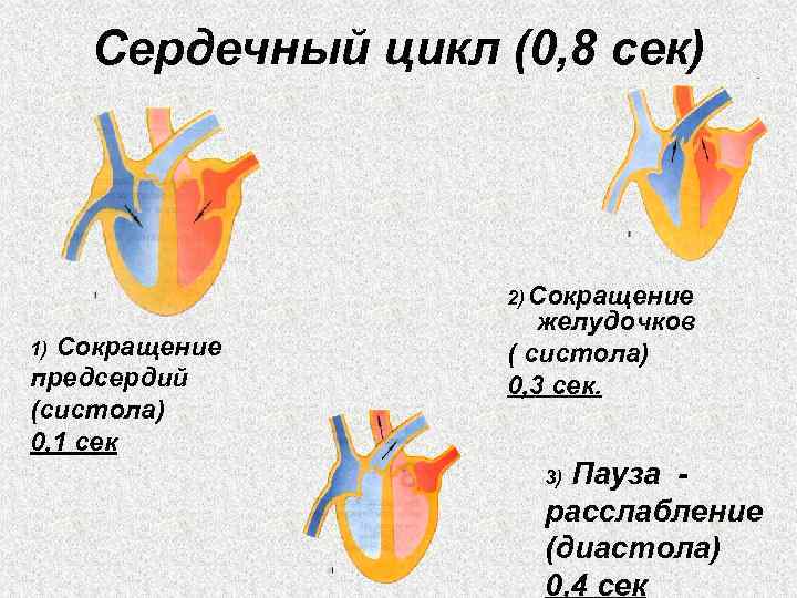 Работа сердца схема систола и диастола