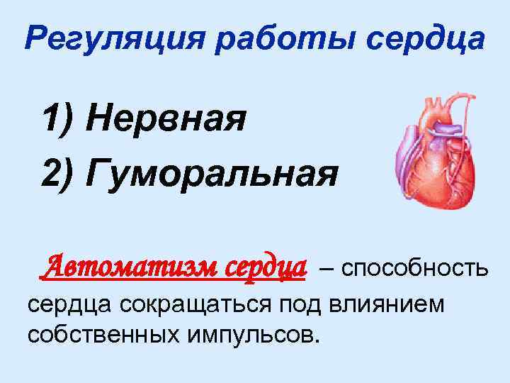 Регуляция работы сердца 1) Нервная 2) Гуморальная Автоматизм сердца – способность сердца сокращаться под