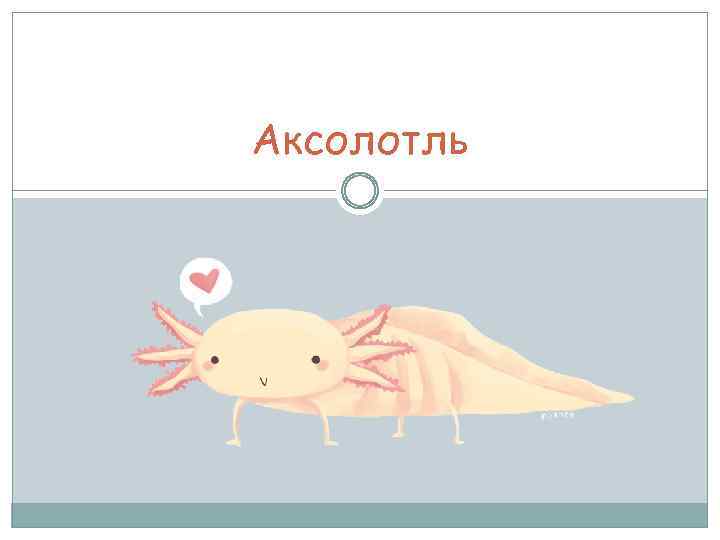 Аксолотль 