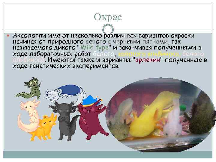 Окрас Аксолотли имеют несколько различных вариантов окраски начиная от природного серого с черными пятнами,