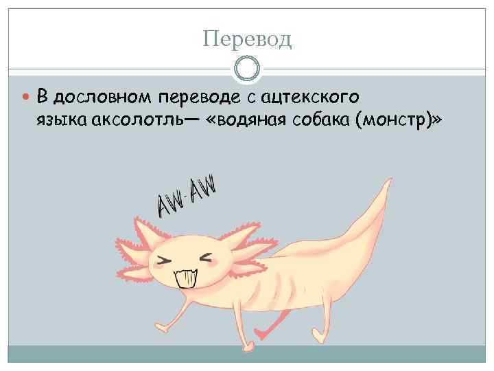Перевод В дословном переводе с ацтекского языка аксолотль— «водяная собака (монстр)» 