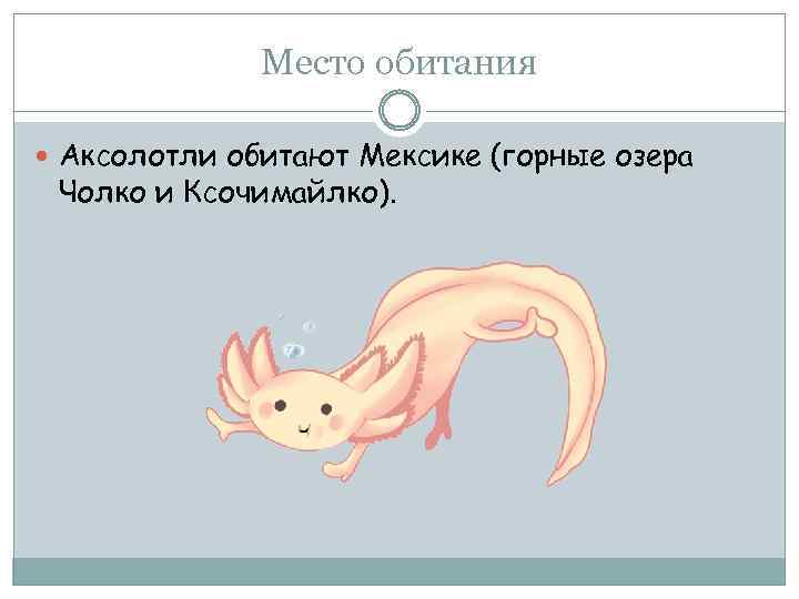 Место обитания Аксолотли обитают Мексике (горные озера Чолко и Ксочимайлко). 