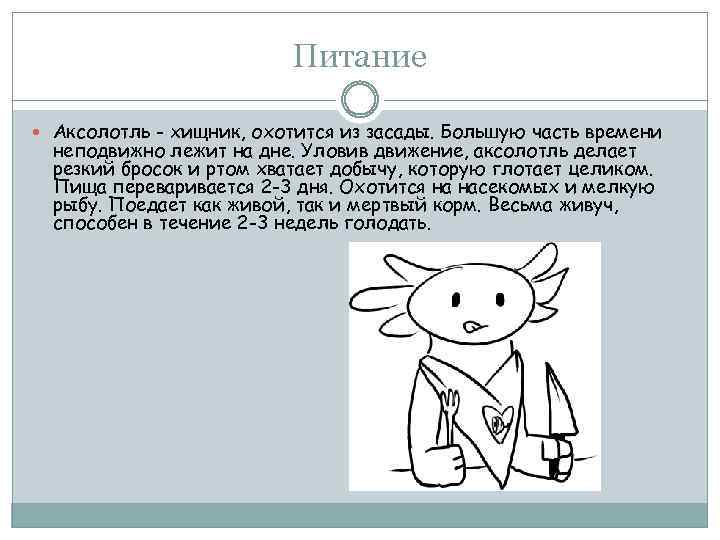 Питание Аксолотль - хищник, охотится из засады. Большую часть времени неподвижно лежит на дне.