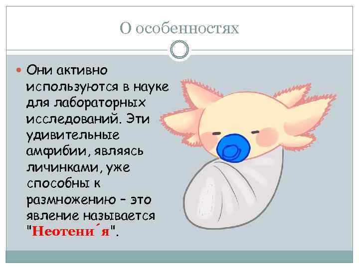 О особенностях Они активно используются в науке для лабораторных исследований. Эти удивительные амфибии, являясь