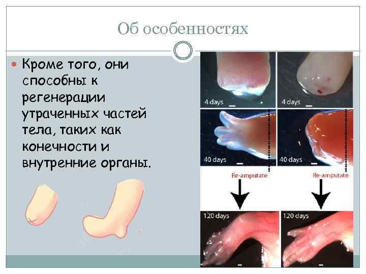 Об особенностях Кроме того, они способны к регенерации утраченных частей тела, таких как конечности