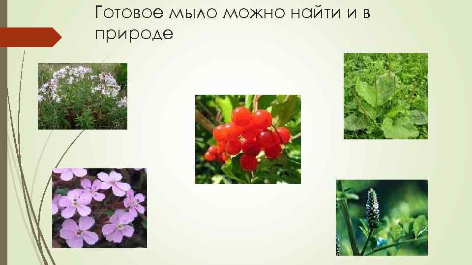 Готовое мыло можно найти и в природе 