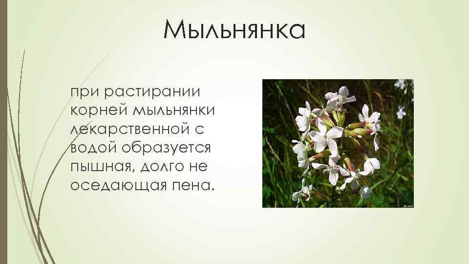 Мыльнянка при растирании корней мыльнянки лекарственной с водой образуется пышная, долго не оседающая пена.