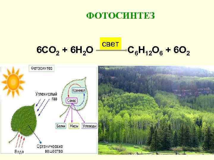 ФОТОСИНТЕЗ 6 СО 2 + 6 Н 2 О свет С 6 Н 12