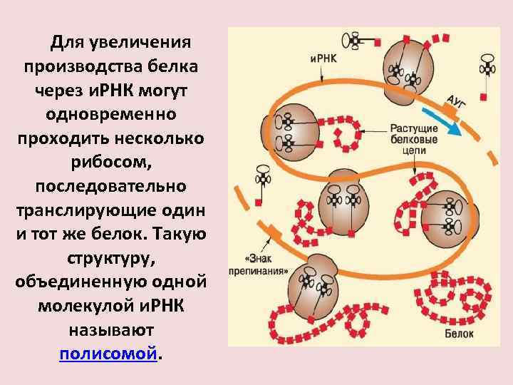 Трансляция в 1с это