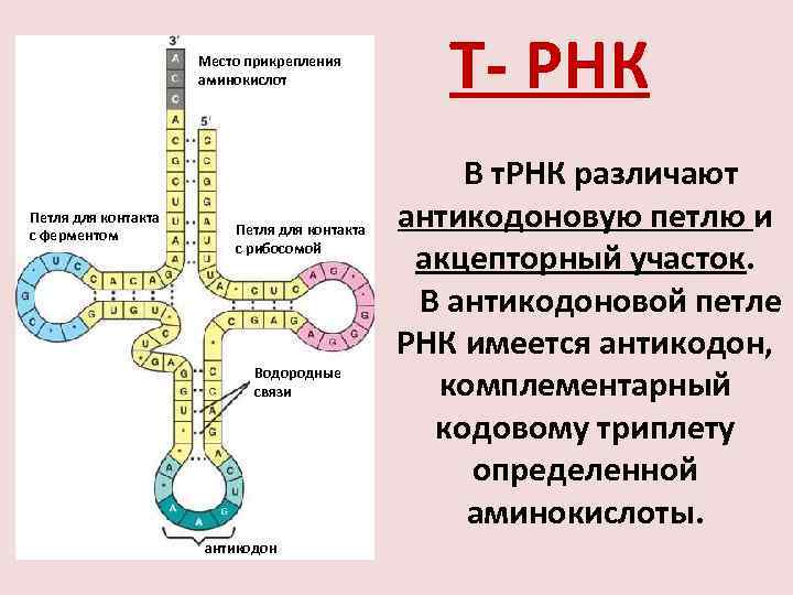 Схема т рнк