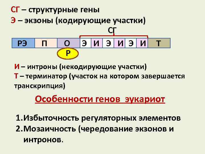 СГ – структурные гены Э – экзоны (кодирующие участки) СГ РЭ П О Э