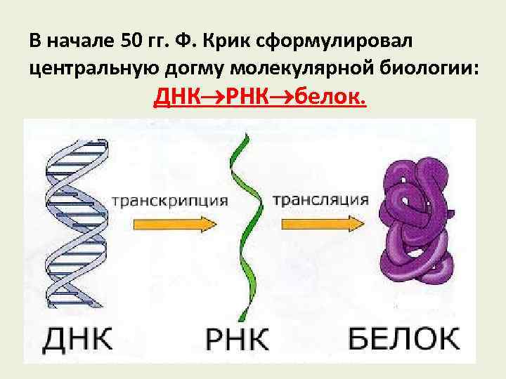 В начале 50 гг. Ф. Крик сформулировал центральную догму молекулярной биологии: ДНК РНК белок.