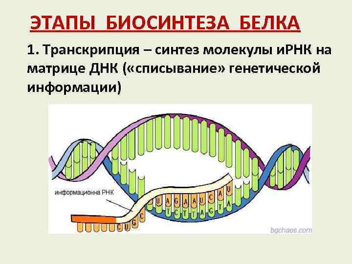 Периоду синтеза. Этап транскрипции в синтезе белка.