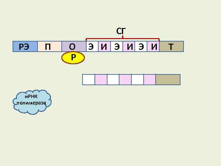 СГ РЭ П и. РНК полимераза О Р Э И Э И Т 