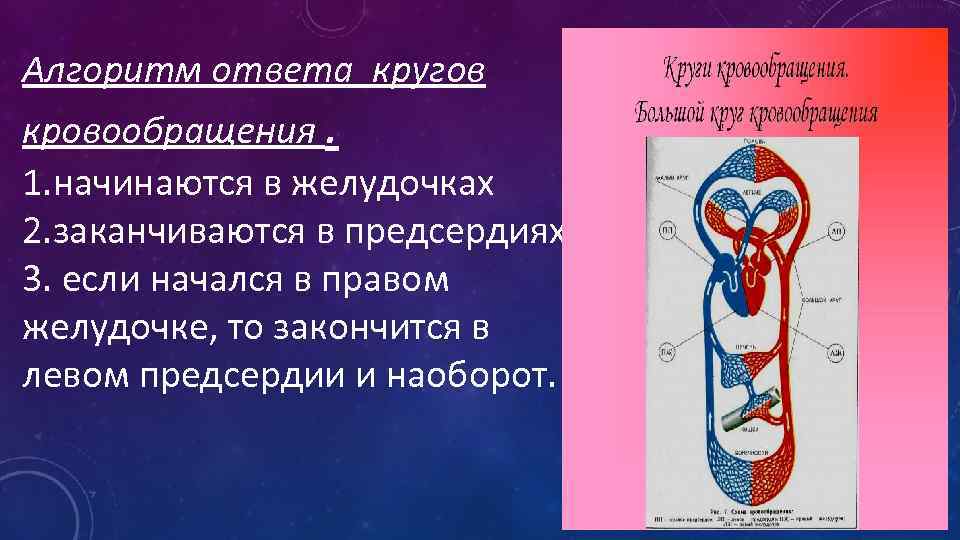 Алгоритм ответа кругов кровообращения. 1. начинаются в желудочках 2. заканчиваются в предсердиях. 3. если