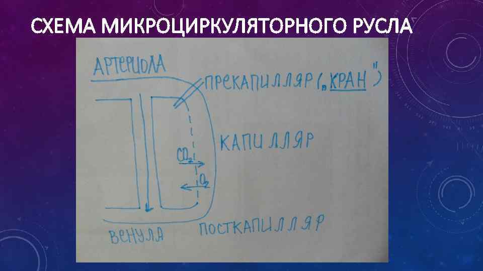 СХЕМА МИКРОЦИРКУЛЯТОРНОГО РУСЛА 