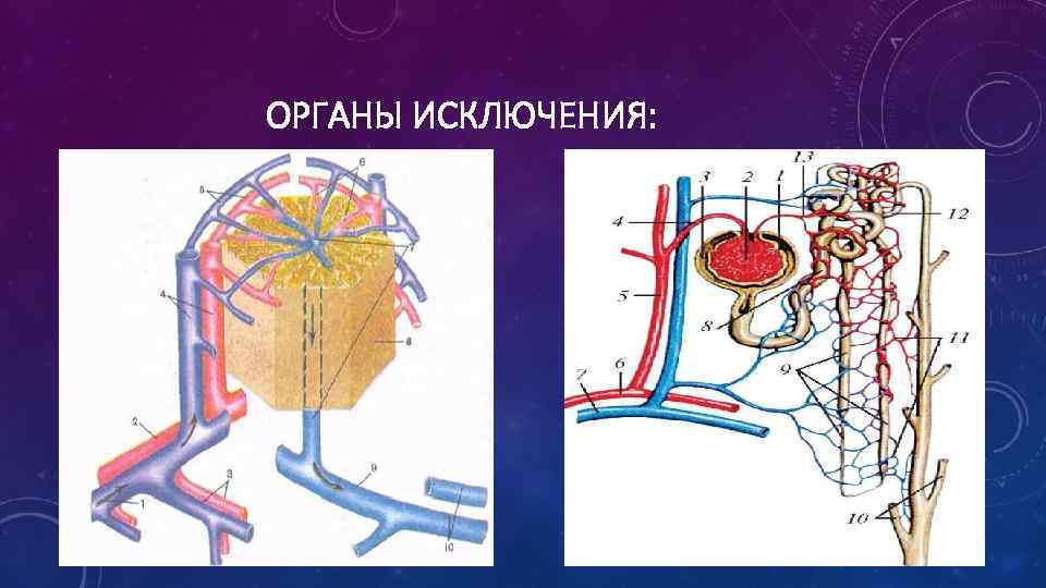 ОРГАНЫ ИСКЛЮЧЕНИЯ: 