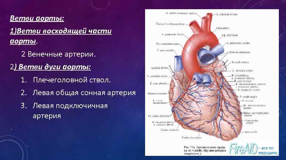 Дуга аорты кальцинированная