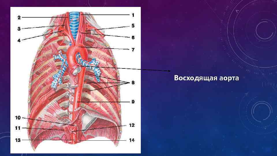 Восходящая аорта 