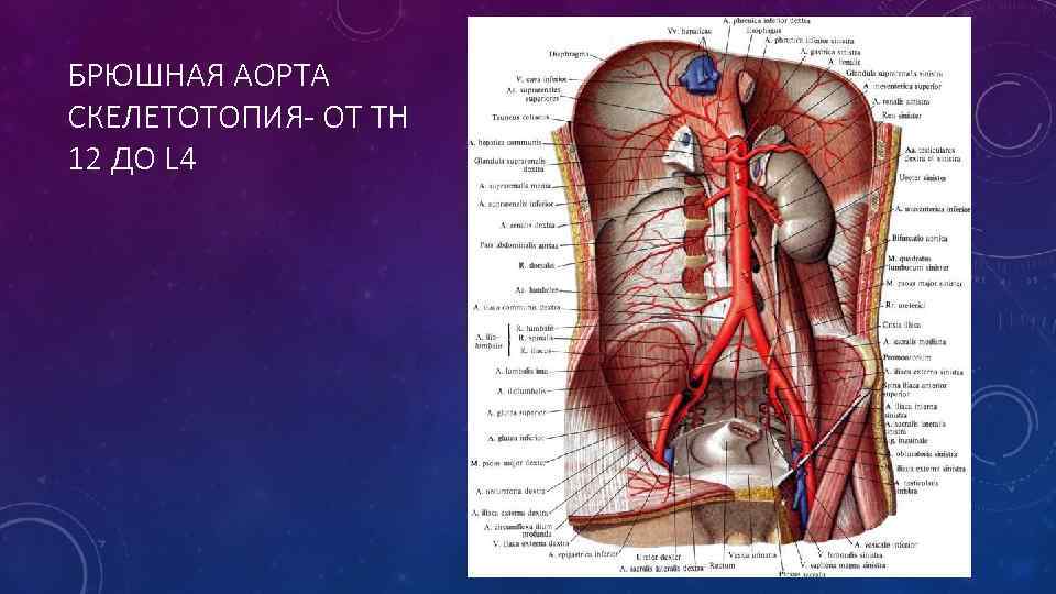 БРЮШНАЯ АОРТА СКЕЛЕТОТОПИЯ- ОТ TH 12 ДО L 4 