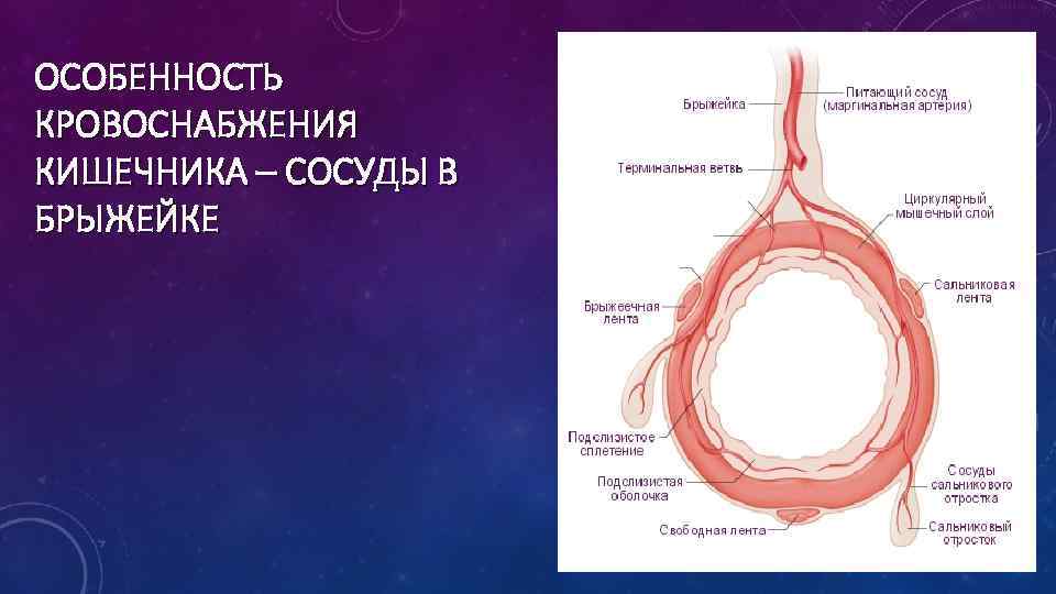 ОСОБЕННОСТЬ КРОВОСНАБЖЕНИЯ КИШЕЧНИКА – СОСУДЫ В БРЫЖЕЙКЕ 