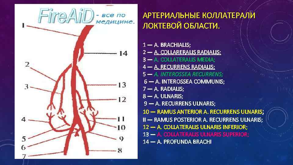 АРТЕРИАЛЬНЫЕ КОЛЛАТЕРАЛИ ЛОКТЕВОЙ ОБЛАСТИ. 1 — A. BRACHIALIS; 2 — A. COLLARERALIS RADIALIS; 3