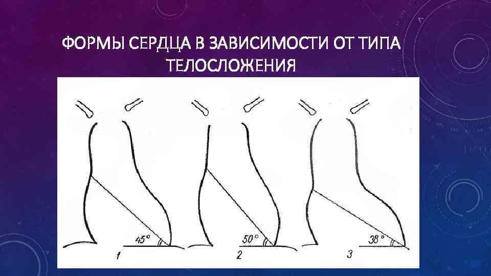 ФОРМЫ СЕРДЦА В ЗАВИСИМОСТИ ОТ ТИПА ТЕЛОСЛОЖЕНИЯ 