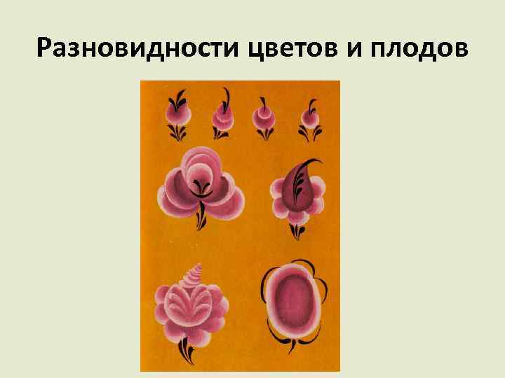Разновидности цветов и плодов 