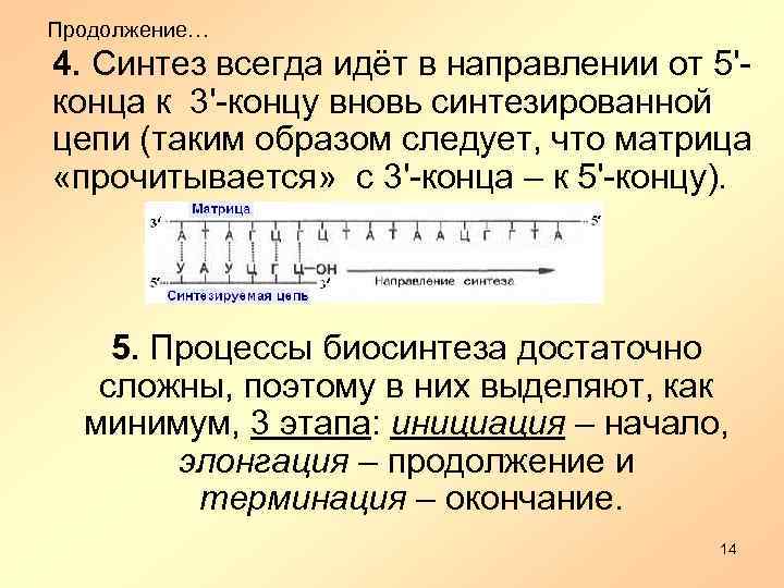 Продолжение… 4. Синтез всегда идёт в направлении от 5'конца к 3'-концу вновь синтезированной цепи