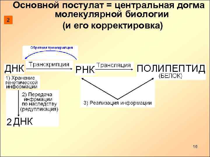 Какая схема соответствует главному постулату или центральной догме молекулярной биологии