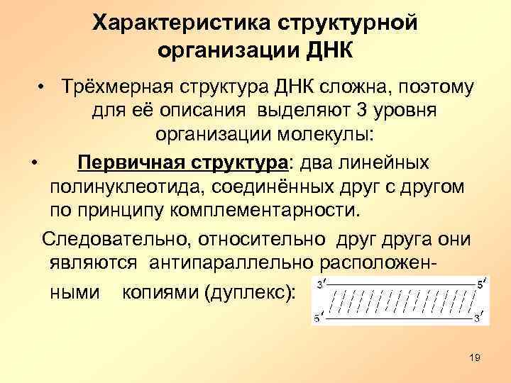 Характеристика структурной организации ДНК • Трёхмерная структура ДНК сложна, поэтому для её описания выделяют