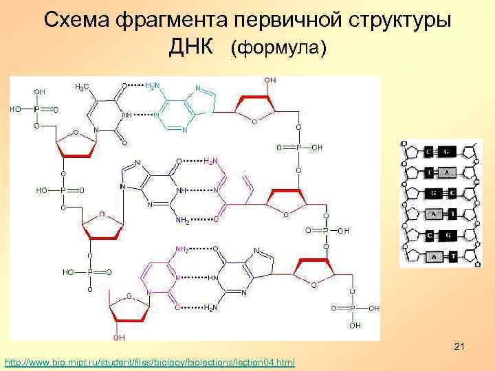 Схема фрагмента первичной структуры ДНК (формула) 21 http: //www. bio. mipt. ru/student/files/biology/biolections/lection 04. html