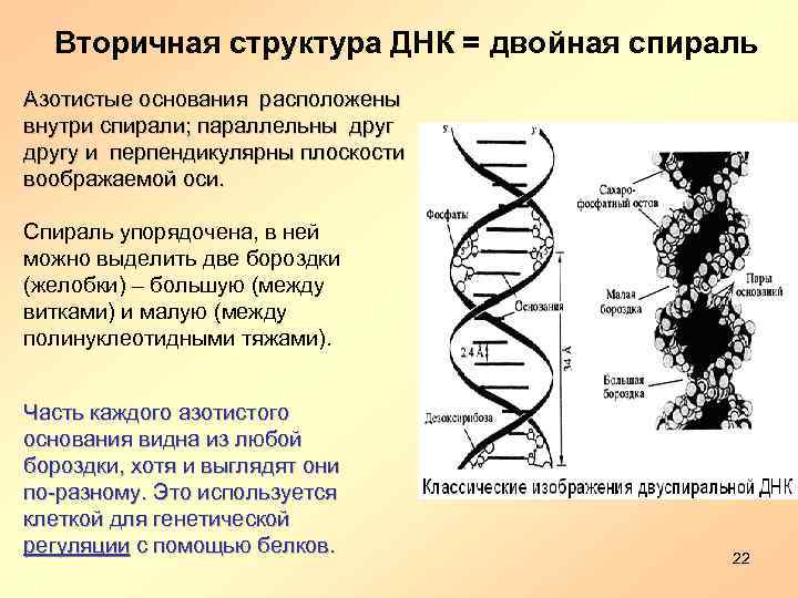 Общий план строения днк