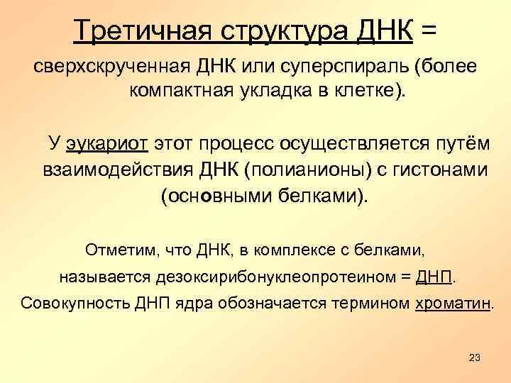 Третичная структура ДНК = сверхскрученная ДНК или суперспираль (более компактная укладка в клетке). У