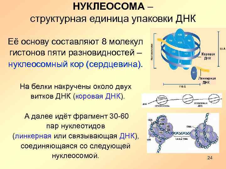 Белок в молекулах днк. Нуклеосомное строение хромосомы. Схема строения нуклеосомы. Строение и функции нуклеосом. Нуклеосомное строение ДНК.