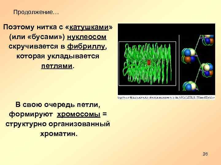 Продолжение… Поэтому нитка с «катушками» (или «бусами» ) нуклеосом скручивается в фибриллу, которая укладывается