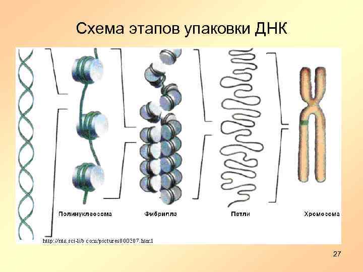 Схема этапов упаковки ДНК 27 