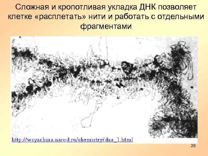 Сложная и кропотливая укладка ДНК позволяет клетке «расплетать» нити и работать с отдельными фрагментами