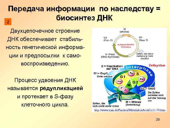 Передача информации по наследству = биосинтез ДНК 2 Двухцепочечное строение ДНК обеспечивает стабиль- ность