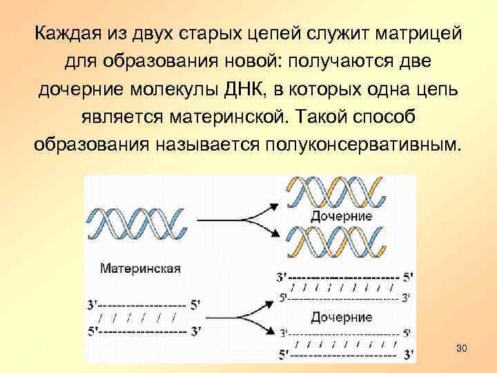 Каждая из двух старых цепей служит матрицей для образования новой: получаются две дочерние молекулы