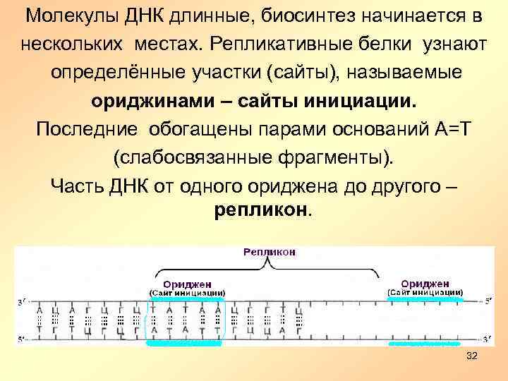 Молекулы ДНК длинные, биосинтез начинается в нескольких местах. Репликативные белки узнают определённые участки (сайты),