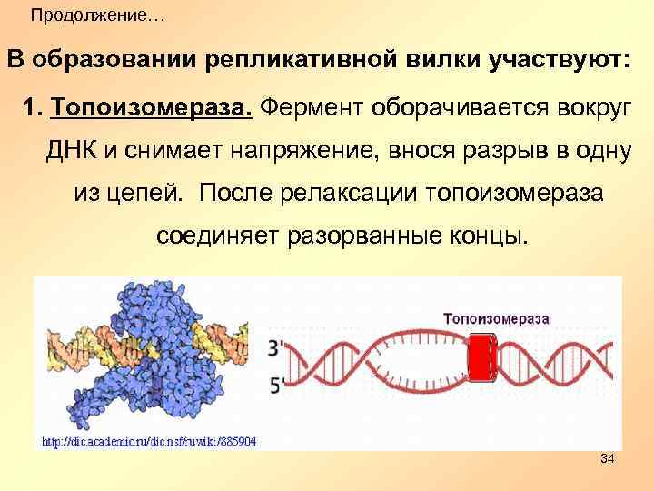 Продолжение… В образовании репликативной вилки участвуют: 1. Топоизомераза. Фермент оборачивается вокруг ДНК и снимает