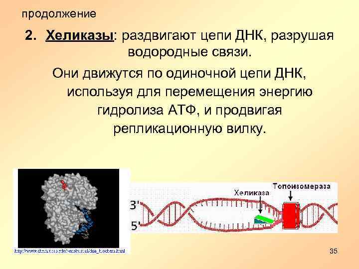 продолжение 2. Хеликазы: раздвигают цепи ДНК, разрушая водородные связи. Они движутся по одиночной цепи