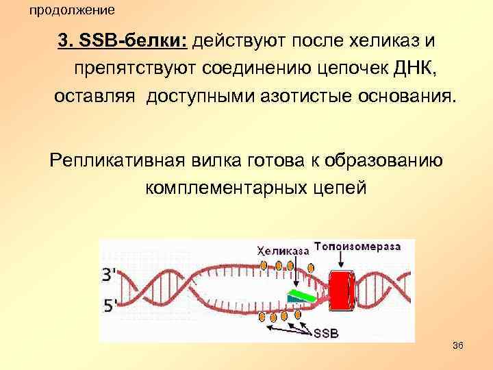 продолжение 3. SSB-белки: действуют после хеликаз и препятствуют соединению цепочек ДНК, оставляя доступными азотистые