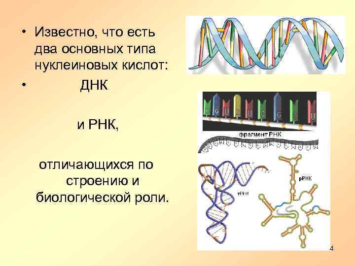  • Известно, что есть два основных типа нуклеиновых кислот: • ДНК и РНК,