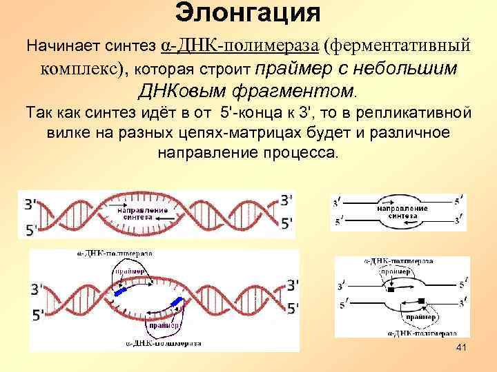 Элонгация Начинает синтез α-ДНК-полимераза (ферментативный комплекс), которая строит праймер с небольшим ДНКовым фрагментом. Так